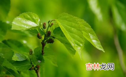 桑叶发黄还能泡水喝吗