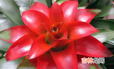 鸿运当头花喜阴还是喜阳