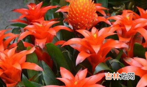 鸿运当头花喜阴还是喜阳