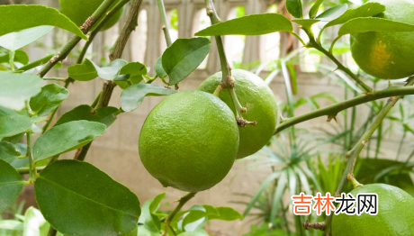 芭乐怎么吃