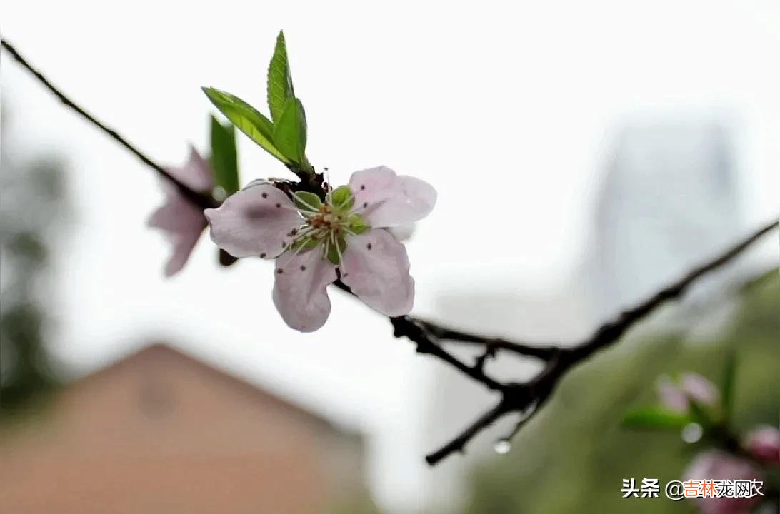 清明节哪天上坟最好 清明节哪天适合下葬