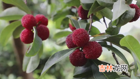 杨梅几月份成熟