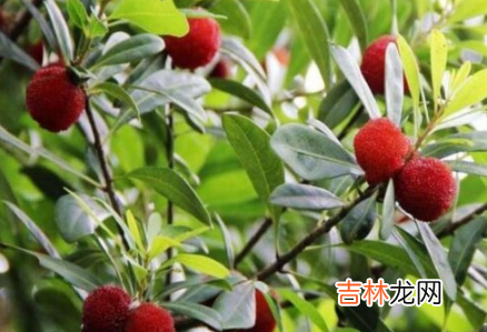 杨梅几月份成熟