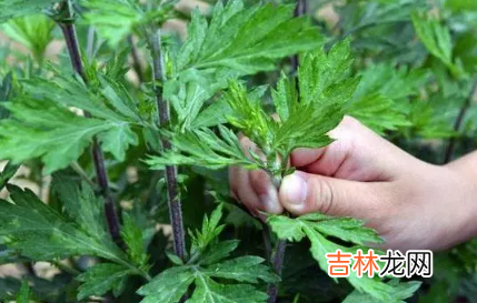 艾草可以熏肚脐吗