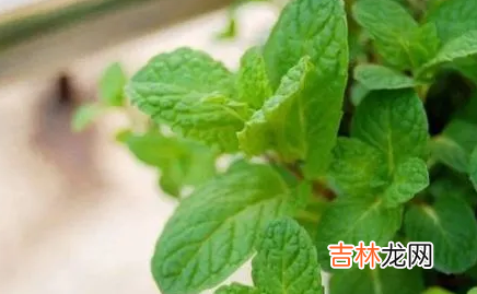 猫薄荷对猫有什么作用
