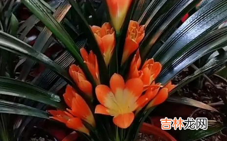 君子兰怎么养才能开花