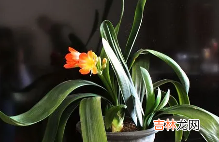 君子兰怎么养才能开花