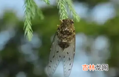 夏至下雨三伏天热吗