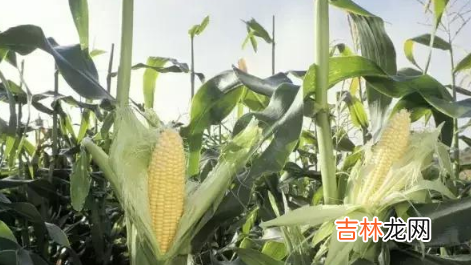 2022夏至下雨后还能赶上种玉米吗