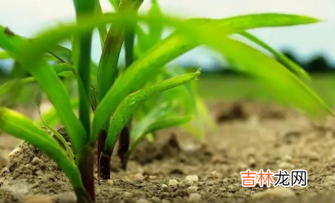 2022夏至下雨后还能赶上种玉米吗