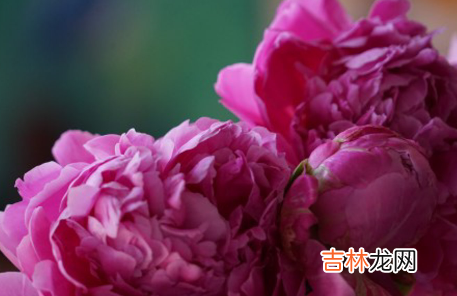 芍药为什么叫鬼花