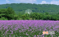 武汉光谷马鞭草花海在哪里