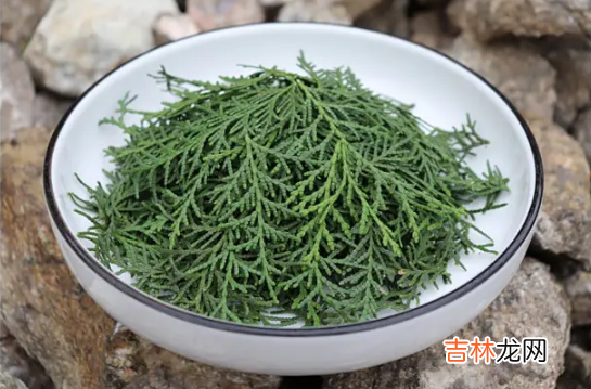 侧柏叶的功效与作用及禁忌