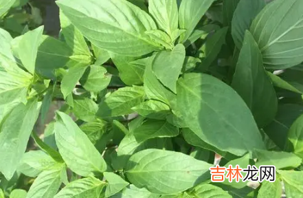 九层塔是什么菜