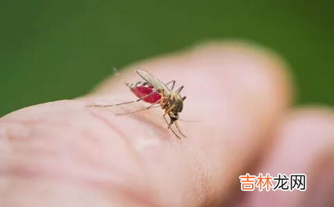 有蚊子一直在耳边叫怎么办
