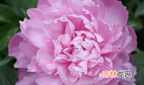 芍药花花骨朵很多但不开花