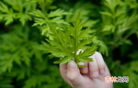 艾草可以用来洗眼睛吗