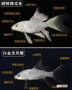 蝴蝶鲤水温多少度合适 蝴蝶鲤5cm养多久能到30cm