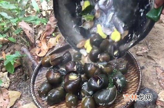 福寿螺到底能不能吃
