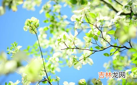 2019猪年2月20日出生女宝宝起名