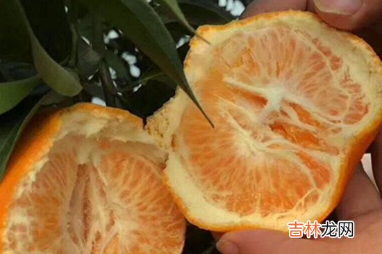 耙耙柑什么人不能吃