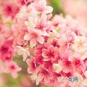 年末前你会受怎样的桃花亲睐？