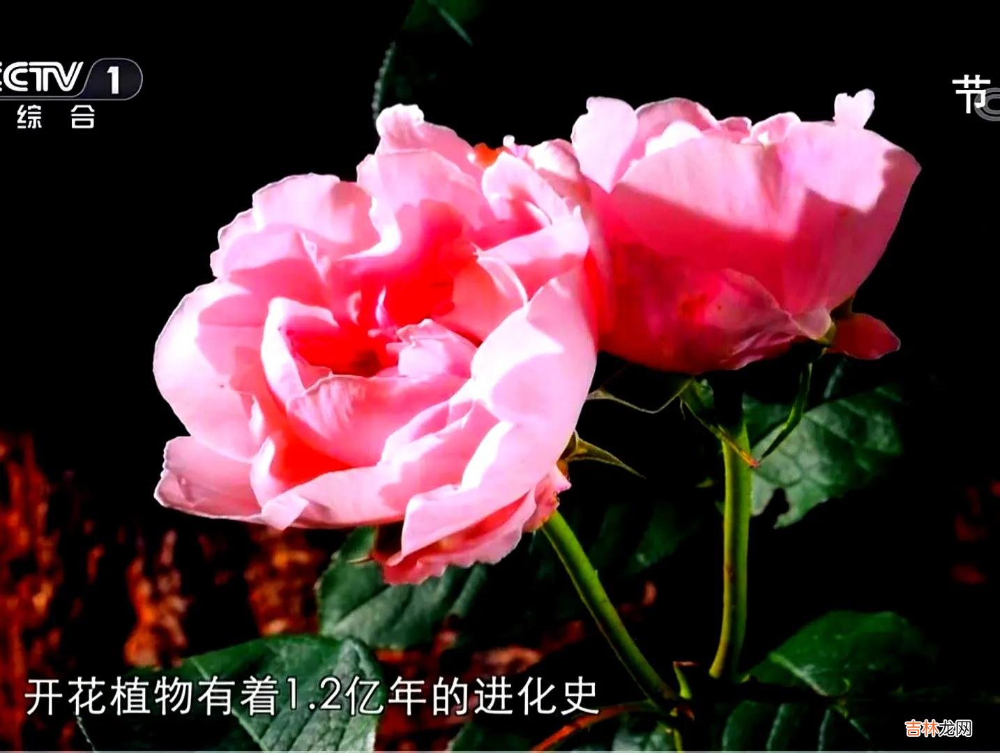 道路交通事故处理程序规定讲解 道路交通事故处理程序规定规范