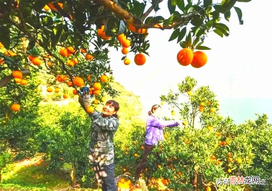 道路交通事故处理程序规定讲解 道路交通事故处理程序规定规范