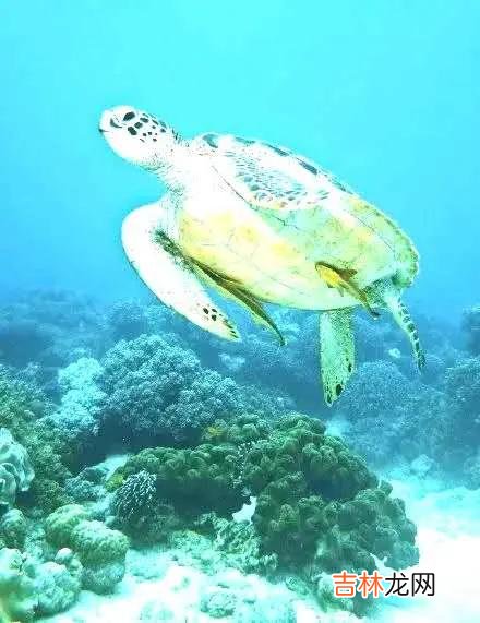 道路交通事故处理程序规定讲解 道路交通事故处理程序规定规范