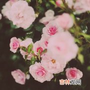 光棍节前后你能吸引到桃花吗？