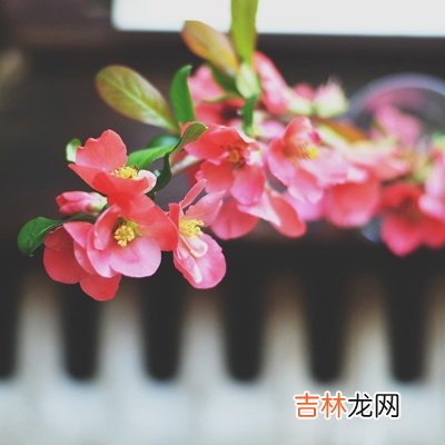 你现在是真没桃花OR不敢爱？