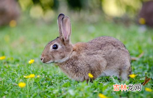 属龙的今年多大了 属龙的今年几岁啦？