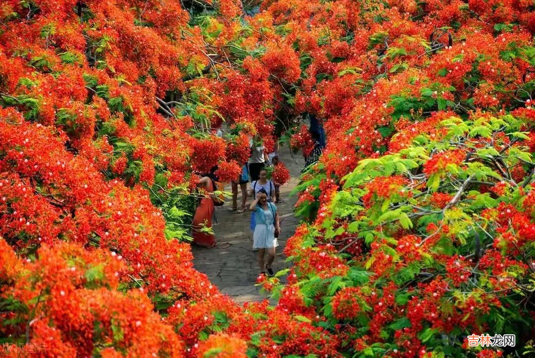 红花楹耐寒吗 红花楹的花语