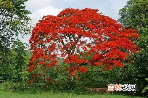 红花楹耐寒吗 红花楹的花语