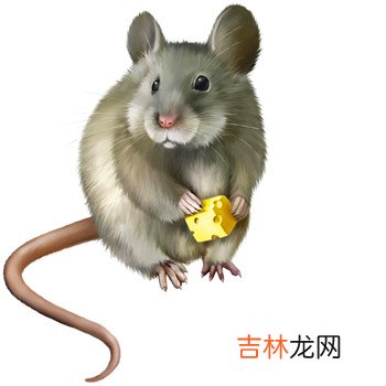 十二属相配对吉凶表 12生肖配对指数表