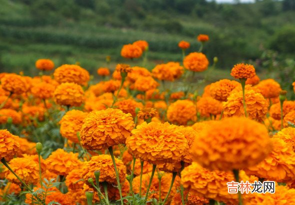 星盘看未来老公颜值,第七宫在白羊座未来老公心思单纯直接