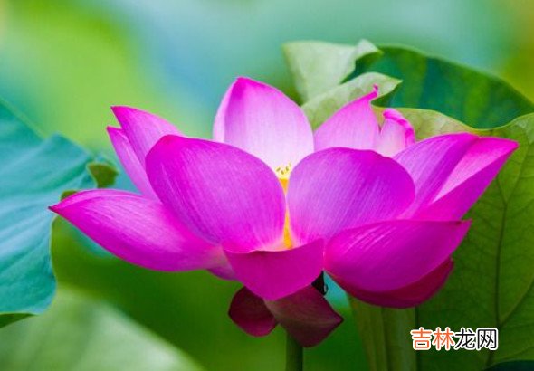 上升星座巨蟹座女生,注定劳碌,但一生圆满