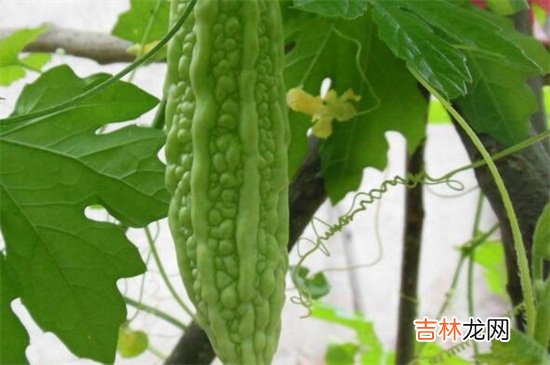 苦瓜禁忌搭配