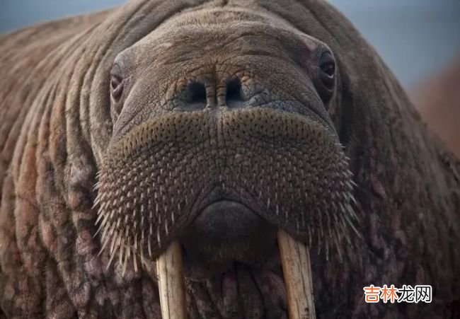 生活在北极的十种动物 北极燕鸥每年要飞行4万多公里！