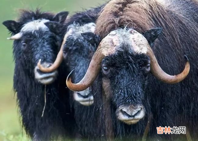 生活在北极的十种动物 北极燕鸥每年要飞行4万多公里！