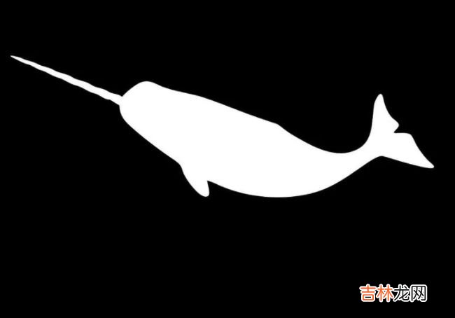 生活在北极的十种动物 北极燕鸥每年要飞行4万多公里！