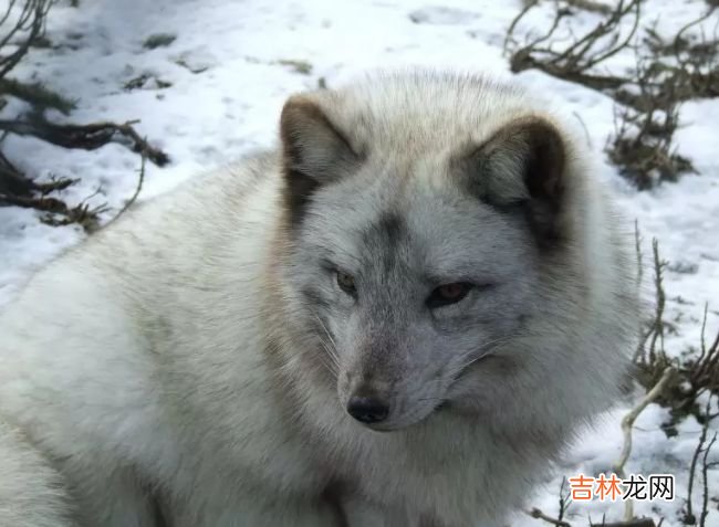 生活在北极的十种动物 北极燕鸥每年要飞行4万多公里！