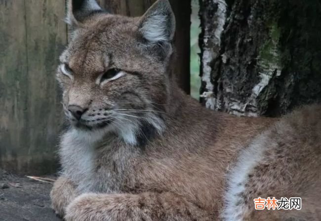 生活在北极的十种动物 北极燕鸥每年要飞行4万多公里！