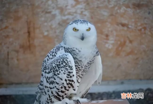 生活在北极的十种动物 北极燕鸥每年要飞行4万多公里！