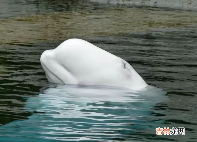 生活在北极的十种动物 北极燕鸥每年要飞行4万多公里！