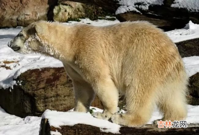 生活在北极的十种动物 北极燕鸥每年要飞行4万多公里！