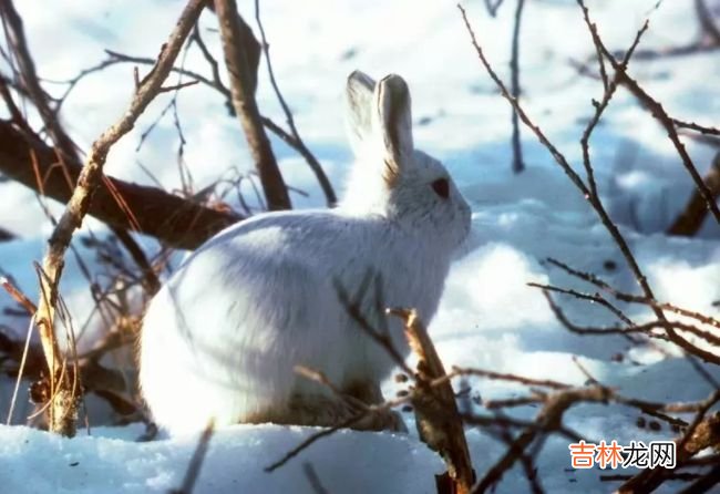 生活在北极的十种动物 北极燕鸥每年要飞行4万多公里！