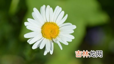 2015年6月出生的属兔人命好不好？