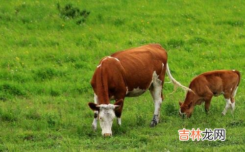 属牛的是什么命 85年属牛的是什么命?