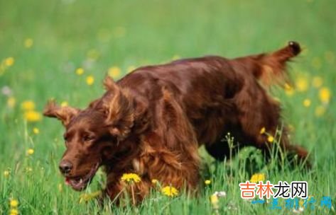 十大家庭犬排名 适合家养的狗